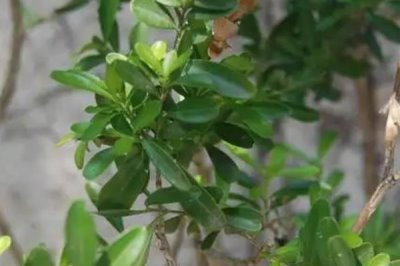 倒心形叶子植物有哪些，常见的有四叶草、心叶桉、心叶球兰等