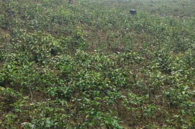 巴戟天栽培技术,选择有一定肥力的砂壤土