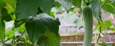 怎么防治丝瓜上面的病害,可根据病害类型喷施对应药剂