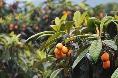 枇杷怎么施肥,幼树的施肥原则为薄肥勤施