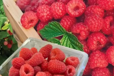 种植树莓的利润,夏果型品种的亩收益为4000元左右