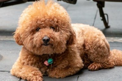 泰迪不吃东西怎么办,可以换一些清淡美味的食物