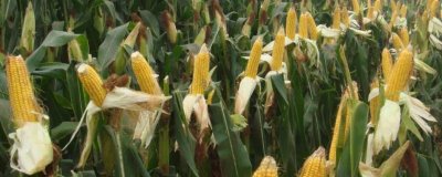 富裕109玉米品种的特性，中抗南方锈病