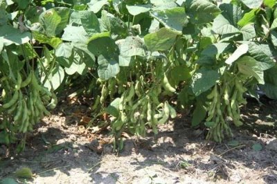 圣豆25大豆种子介绍，中熟夏大豆品种