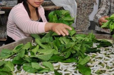 蚕的养殖方法,补催青时需要避免日晒