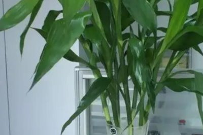 富贵竹根发黑的原因和处理方法，可能是长期未换水或感染病菌所致