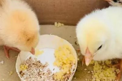 用醋喂鸡的间隔,每隔10天左右喂一次