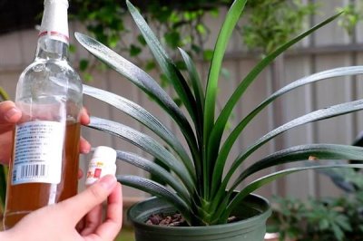 啤酒能浇花吗，稀释后可以浇花