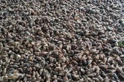 蜗牛的养殖模式,露天养殖在农村常见