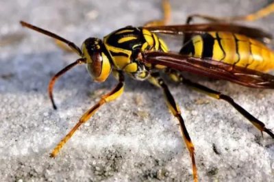 被马蜂蛰了怎么办,先要用食醋等弱酸性溶液清洗