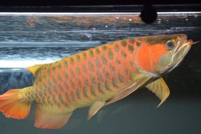 龙鱼发色技巧,以下3种方法可以尝试