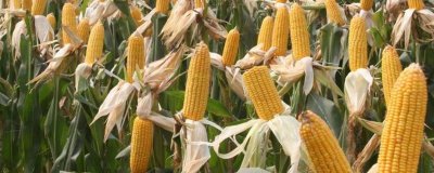 登海1989玉米种子特征特性,亩种植密度4500株