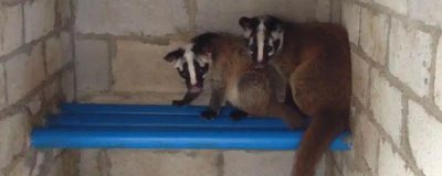 养殖果子狸的前景，在国内处于起步阶段市场需求正日益增长