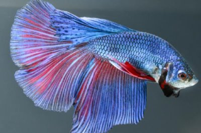 热带观赏鱼的适宜水温，一般可保持在20-32℃