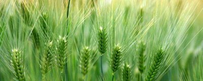 山农59小麦品种简介，每亩基本苗10-18万