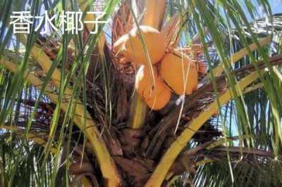 中国椰子的主产地,主产于海南、台湾、云南等省份
