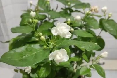 怎么养殖茉莉花，生长期间每天浇水2次