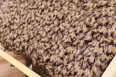 急造王台过多久可以出蜂王，一般需要10-12天左右