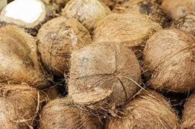 中国椰子的主产地,主产于海南、台湾、云南等省份