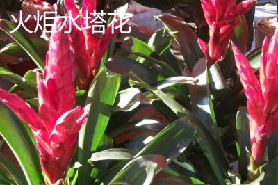 水塔花的种类,不同品种的叶片颜色不一