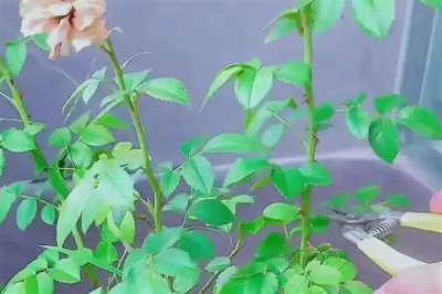 怎么养殖四季小玫瑰，平时每个星期浇水1-2次