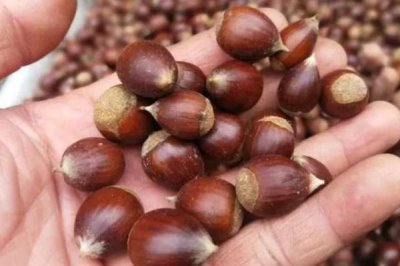 农村常见野果,荆棘丛中常见羊奶果