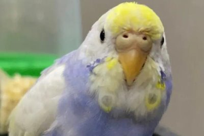 虎皮鹦鹉适合群养还是成对养,成对养一般会更加合适