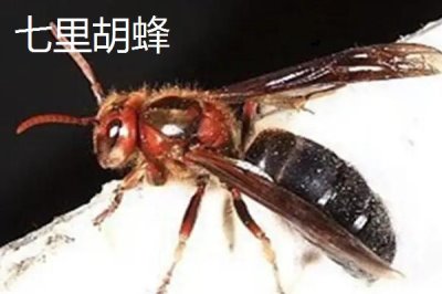 杀人蜂是什么蜂,实际上是多种剧毒蜂类的俗称