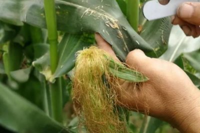 玉米在10度左右时可以播种吗,适合在10-12℃时播种