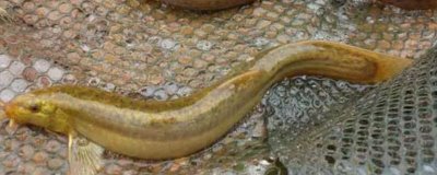 钓泥鳅怎么选饵料，红蚯蚓、红虫、蛆虫是较好的选择