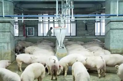 怎么避免猪应激，夏季需注意防暑降温