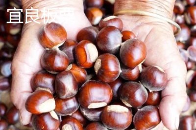 云南昆明宜良县的特产，宝洪茶是云南唯一的小叶种茶