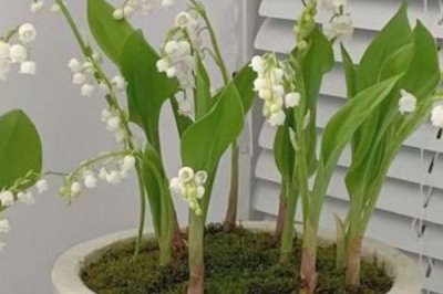 铃兰花苗的价格,因规格不同而有所差异