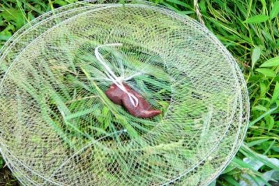 钓泥鳅怎么选饵料，红蚯蚓、红虫、蛆虫是较好的选择