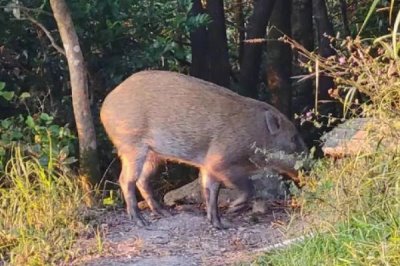 野猪冬天会不会滚泥潭,冬季一般不会滚泥潭