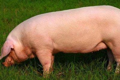 后备母猪的配种适期，发情后的24-30小时最适合配种