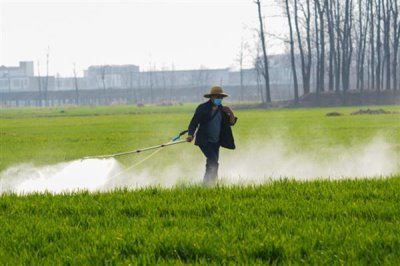 世玛小麦除草剂使用注意事项,除草剂通常要在冬前使用