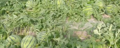 西瓜底肥怎么施,一般都会使用有机肥