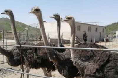 鸵鸟的应用范围,鸵鸟的肉、皮都有经济价值