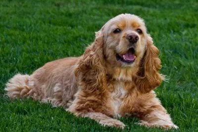 可卡的价格,市场上的常见品种一只需要800-2000元左右