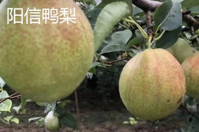 鸭梨的产地,黄淮海平原沙地广泛种植
