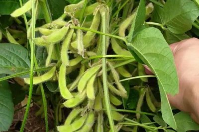 桂夏1702大豆种子特征特性,该品种生育期适中