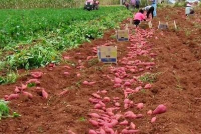 地瓜的高产种植技术,通常用直播