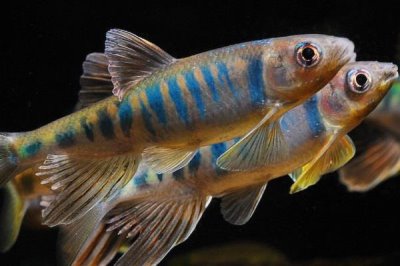 观赏鱼不喂的情况下能活几天,一般可以活一个月左右