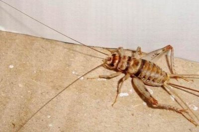 蛐蛐能活多长时间,可以存活141-151天