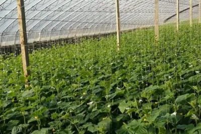 黄瓜灰霉病症状及危害,多从开败的雌花侵入