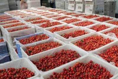 樱桃如何科学贮藏，选用甜樱桃进行长期贮藏