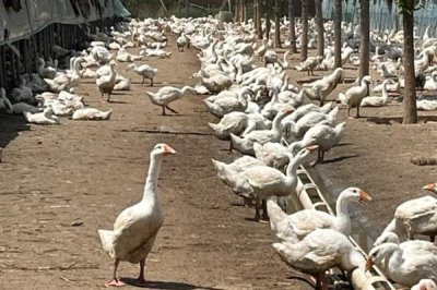 鹅什么时候开始产蛋，一般达到5-10月龄才具备下蛋能力