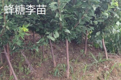 李子树苗有哪些好品种,蜂糖李、青脆李等品种均可选择