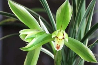 我国珍贵兰花品种介绍,常见以下十种